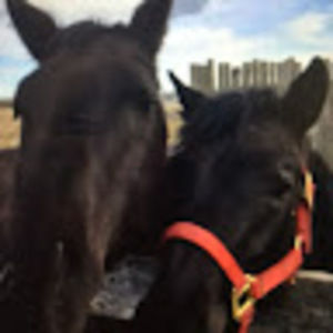 Meet your Posher, Jessie